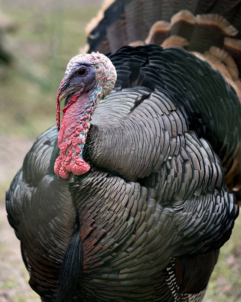 Wild turkey  enjoying its environment and surrounding exposing its body,  fan out tail feathers, head, beak, legs ,tail, plumage.