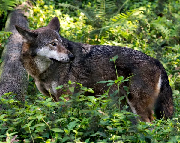 Wolf (Red Wolf) walking in the field with a close up viewing of its body, head, ears, eyes, nose, paws in its environment and surrounding. Wolf stock photos. Wolf image. Wolf Endangered species.