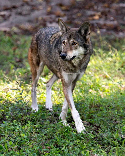 Wolf Lobo Vermelho Caminhando Campo Com Uma Visão Perto Seu — Fotografia de Stock