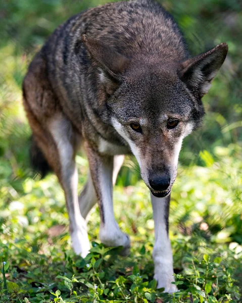 Wolf (Red Wolf) walking in the field with a close up viewing of its body, head, ears, eyes, nose, paws in its environment and surrounding.   Wolf stock photos. Wolf image. Wolf Endangered species.