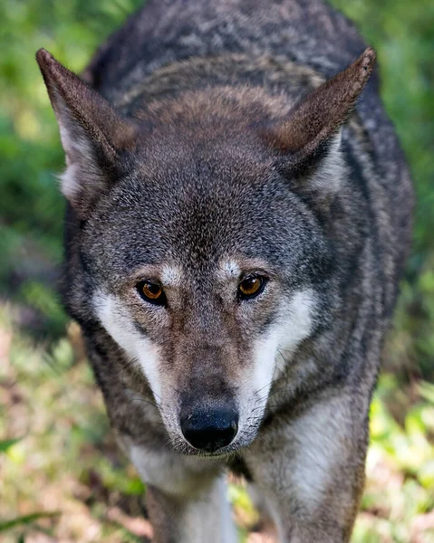 Wolf (Red Wolf) walking in the field with a close up viewing of its body, head, ears, eyes, nose, paws in its environment and surrounding.   Wolf stock photos. Wolf image. Wolf portrait. Endangered species. Head close-up.