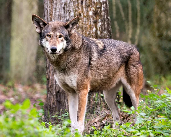 Red Wolf close-up profile view in the field looking at the camera, displaying brown fur, head, ears, eyes, nose, with a blur background in its environment and surrounding.  Wolf stock photos. Wolf image. Wolf Endangered species.