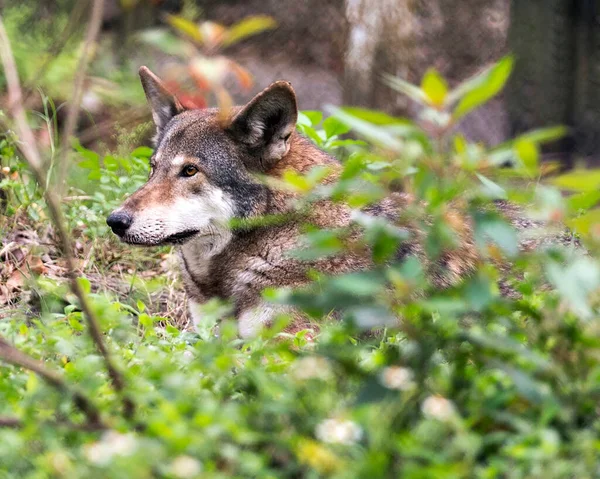 Wolf Red Wolf Vista Primer Plano Del Perfil Descansando Campo — Foto de Stock