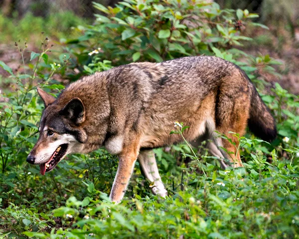 Wolf Red Wolf 'un, çevresindeki ve çevresindeki kahverengi kürk, kafa, kulak, göz, burun ve kulakları gösteren bulanık arka plan ve yeşillik ön planıyla alanda arama yaptığını gösteren yakın plan profili var. Wolf stok fotoğrafları. Kurt görüntüsü. Nesli tükenmekte olan türler.