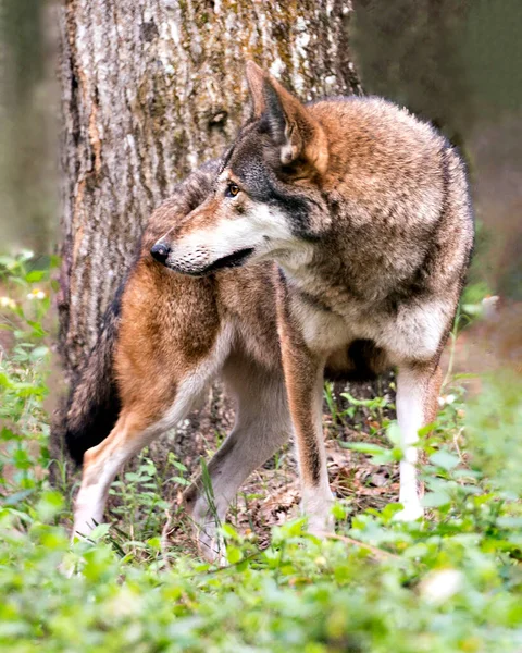 Lobo Lobo Rojo Vista Primer Plano Del Perfil Mirando Izquierda — Foto de Stock