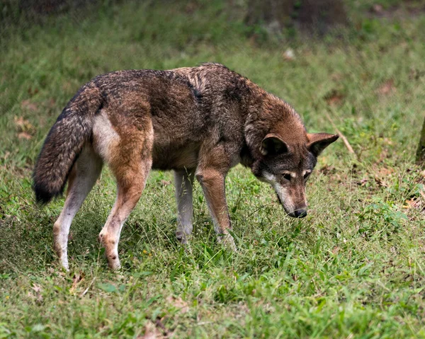 Lobo Vermelho Campo Expondo Seu Corpo Cabeça Orelhas Olhos Nariz — Fotografia de Stock