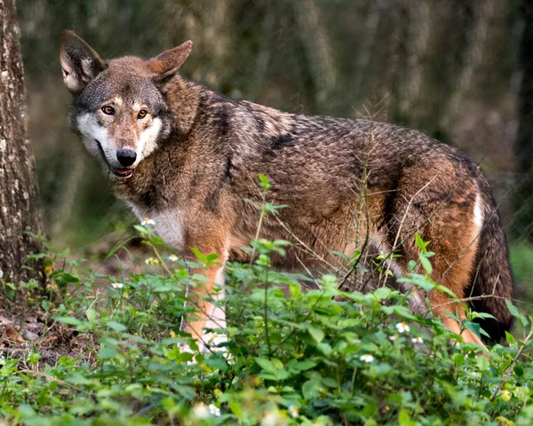 Red Wolf close-up profile view in the field looking at the camera, displaying brown fur, head, ears, eyes, nose, with a blur background in its environment and surrounding. Wolf Endangered species. Wolf stock photos. Wolf image.