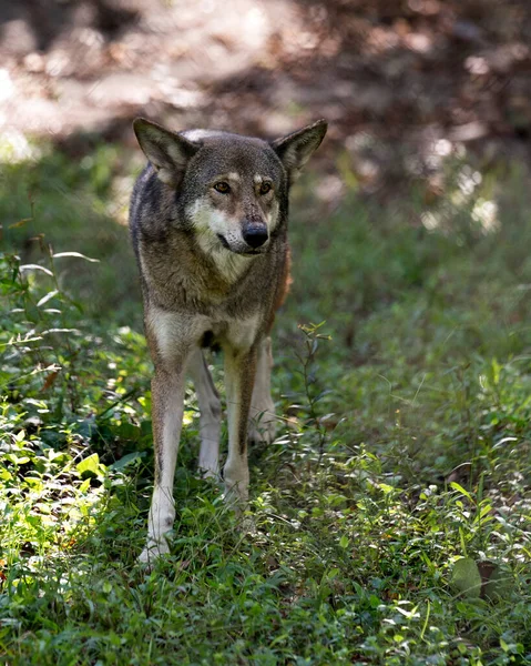 Wolf (Red Wolf) walking in the field with a close up viewing of its body, head, ears, eyes, nose, paws in its environment and surrounding. Wolf Endangered species. Green foliage foreground and background. Wolf stock photos.