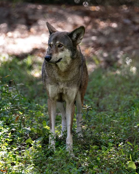 Wolf (Red Wolf) walking in the field with a close up viewing of its body, head, ears, eyes, nose, paws in its environment and surrounding.  Wolf Endangered species.