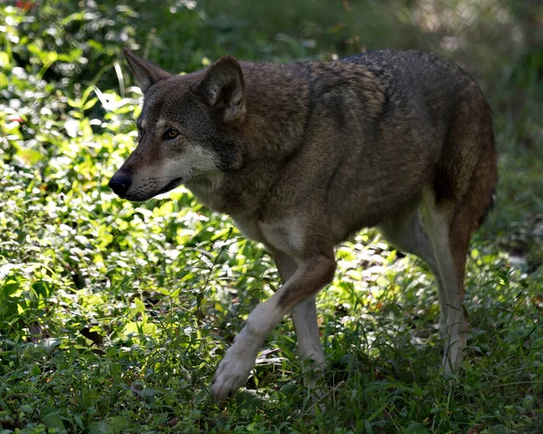 Wolf (Red Wolf) walking in the field with a close up viewing of its body, head, ears, eyes, nose, paws in its environment and surrounding.  Wolf Endangered species. Wolf stock photos.