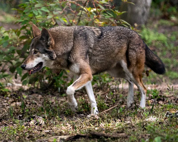 Red Wolf close-up profile view foraging in the forest, displaying brown fur, head, ears, eyes, nose, with a blur background in its environment and surrounding. Wolf Endangered species. Wolf stock photos.