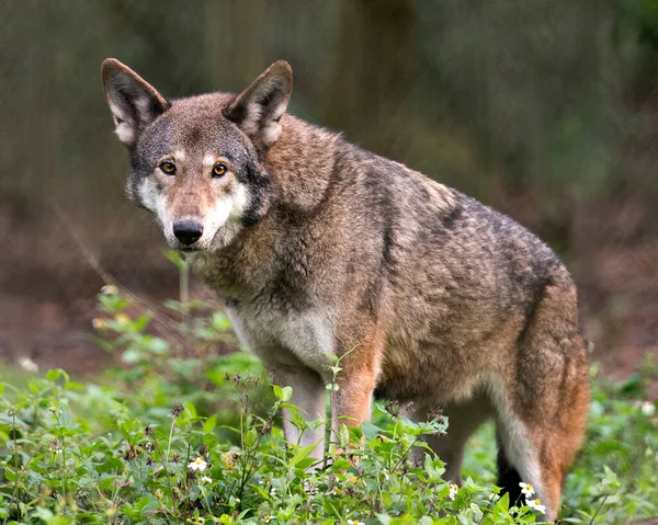 Red wolf close-up image looking at the camera with foliage foreground  and blur background, displaying brown fur, head, ears, eyes, nose, legs and enjoying its environment and surrounding. Wolf Endangered species. Wolf stock photos.