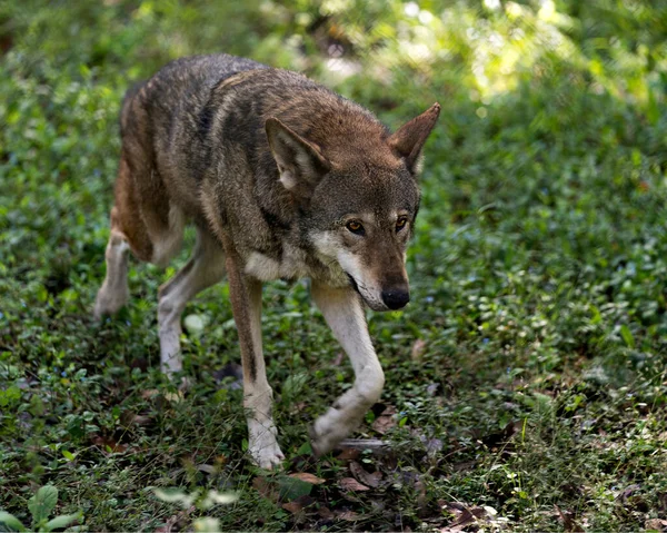 Wolf walking in the field with a close up view of its body, head, ears, eyes, nose, paws in its environment and surrounding. Endangered species. Wolf stock photos.
