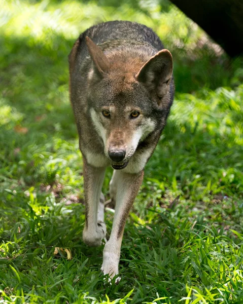 늑대는 주변의 배경을 카메라를 수있다 위기에 Wolf Stock Photos — 스톡 사진