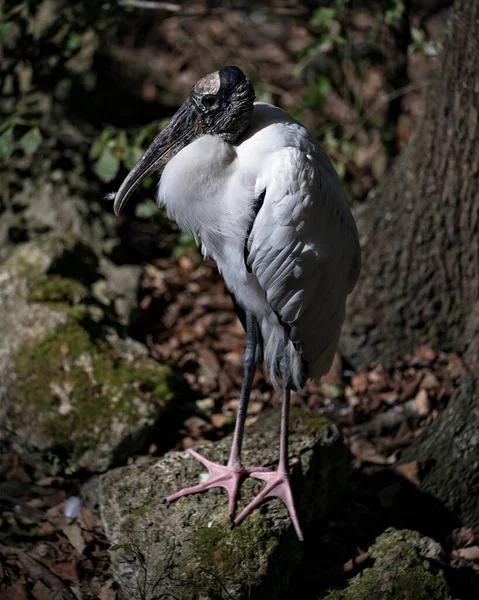 木制的鹤鸟站在岩石上 把身体 长脖子 环境中的白色和黑色羽毛都暴露在岩石上 — 图库照片