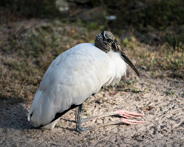 Uccello Cicogna Legno Vicino Appoggiato Terra Che Mostra Suo Corpo — Foto Stock