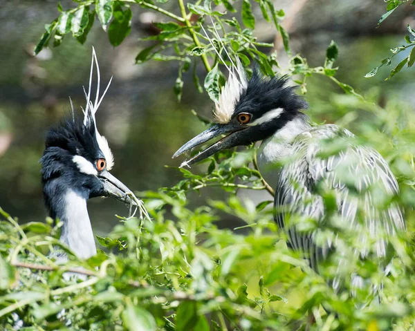 Aves Garza Nocturna Corona Amarilla Vista Cerca Del Perfil Cortejo —  Fotos de Stock