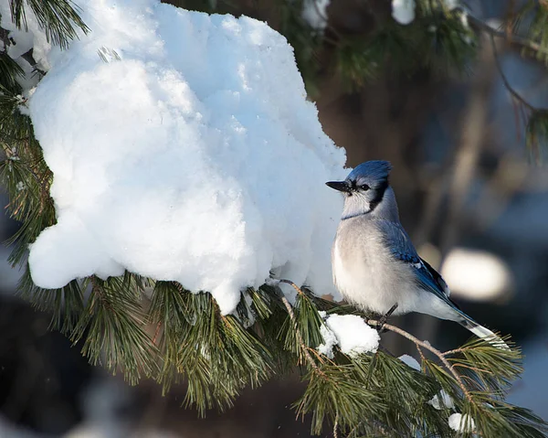 蓝鸟的特写镜头在展示其身体 嘴在野生环境和周围环境中的同时 欣赏着冬季的美景 — 图库照片
