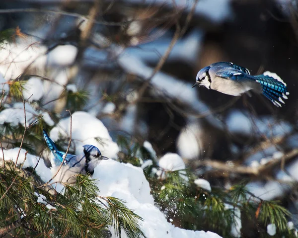 Blue Jay Aves Primer Plano Vista Del Perfil Disfrutando Temporada —  Fotos de Stock