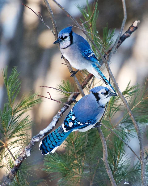 Blue Jay Ptak Korzystających Sezonu Zimowego Jednocześnie Narażając Swoje Ciało — Zdjęcie stockowe