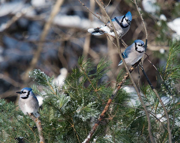 Blue Jay birds perched on a spruce tree in the winter season while exposing their body, head, eye, feet, beak in its wild environment and surrounding with a blur background. Three Blue Jay perched.