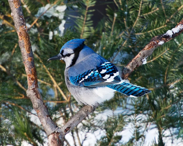 Blue Jay Ptaki Siedzą Świerku Sezonie Zimowym Narażając Swoje Ciało — Zdjęcie stockowe