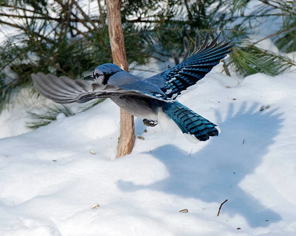 Pájaros Jay Azules Posados Abeto Temporada Invierno Mientras Exponen Cuerpo —  Fotos de Stock