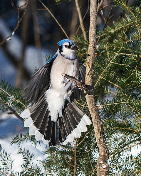 Pájaro Jay Azul Volando Posado Abeto Temporada Invierno Mientras Expone —  Fotos de Stock