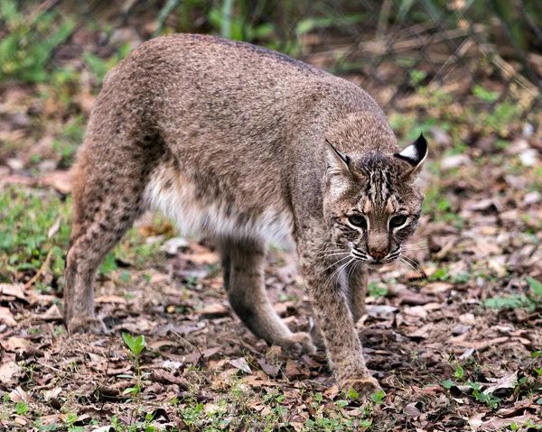 Bobcat Közelkép Profil Nézet Gyűjtögetés Területen Bokeh Háttér Kijelző Fej — Stock Fotó