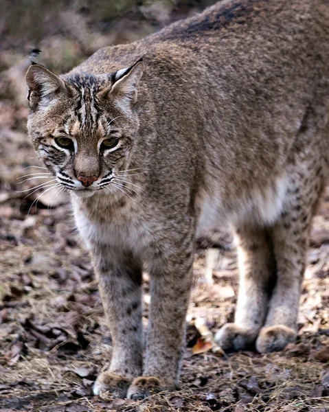 Bobcat Zvíře Lclose Pohled Dívá Směrem Vám Ukazuje Své Hnědé — Stock fotografie