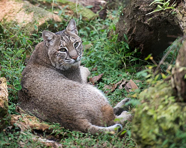 Bobcat Animal Vista Primer Plano Del Perfil Que Descansa Mostrando — Foto de Stock