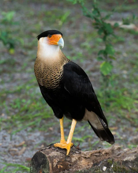 Caracara kuşunun yakın plan profil görüntüsü yeşillik bokeh arka plan ile güzel tüyler, baş, göz, gaga, bacaklar, ayaklar, çevresindeki ve çevresindeki.