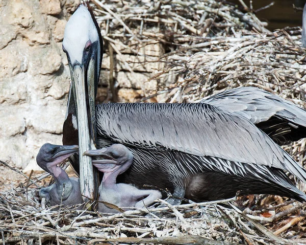 Baby Pelicans Images Libres De Droit Photos De Baby Pelicans Depositphotos