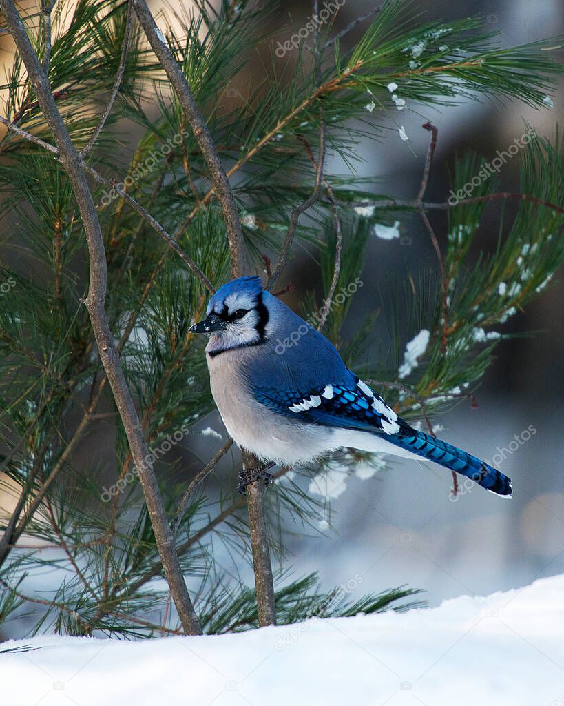 Blue Jay bird close-up profile view enjoying the winter season while exposing its body, head, eye, feet, beak in its wild environment and surrounding.