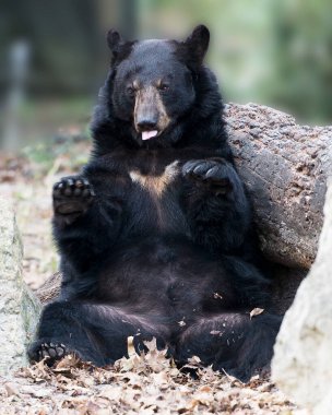 Kara Ayı bir kaya ve kütüğün yanında dinleniyor ve vücudunu, başını, kulaklarını, gözlerini, ağzını, pençelerini ve etrafını saran pençelerini gözler önüne sererken kameraya bakıyor ve komik bir gösteri yapıyor. Komik ayı pozisyonu.