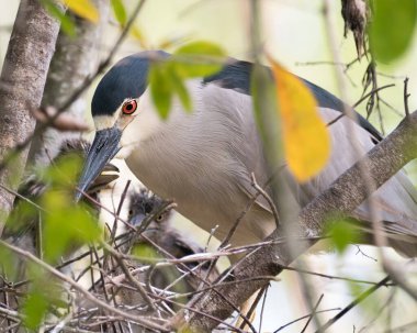 Siyah taçlı Gece Balıkçıl kuşu yuvasında bebekleri olan, kafalarını, gözlerini, gagalarını, ayaklarını, çevrelerinde güzel bir bokeh arka planı olan ve etrafını saran yetişkin bir kuş..