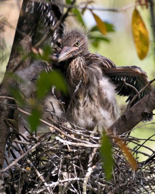 Kara Taç Giymiş Gece Balıkçıl yavru kuşları yuvalarında arka plan ve ön plan dallarıyla çevrelerinde etkileşim halindedirler.. 