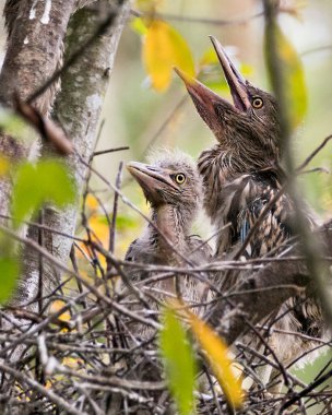 Kara Taç Giymiş Gece Balıkçıl yavru kuşları yuvalarında arka plan ve ön plan dallarıyla çevrelerinde etkileşim halindedirler.. 
