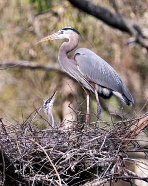 Mavi balıkçıl kuşları yakın çekim profil görüntüsü. Yuvalarında ve çevrelerinde yavrular var..