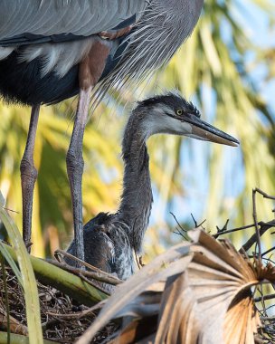 Mavi balıkçıl kuşları yuvaya yakın profil görüntüsü, mavi tüylerini, kanatlarını, gagalarını, gözlerini, bulanık arka planlı uzun bacaklarını sergiliyorlar..