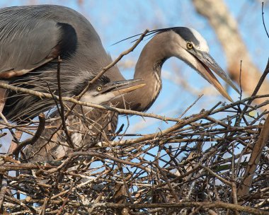 Mavi balıkçıl kuşları yuvaya yakın profil görüntüsü, mavi tüylerini, kanatlarını, gagalarını, gözlerini, bulanık arka planlı uzun bacaklarını sergiliyorlar..