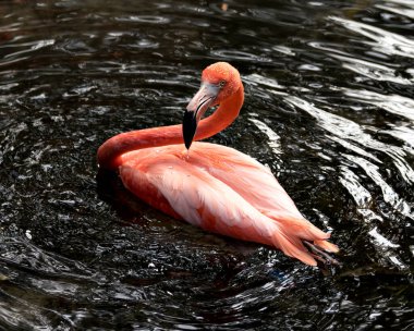 Sudaki flamingo kuşu yakından profil görüntüsü güzel tüylerini, başını, uzun neg, gaga, göz çevresini ve su altyapısını gösteriyor..