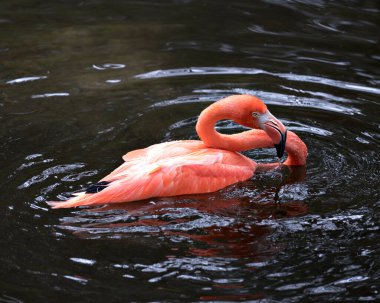 Flamingo kuşu yakından profil görüntüsü güzel tüylerini, başını, uzun negatifini, gagasını, etrafındaki ve çevresindeki su arka planındaki gözünü gösteriyor..