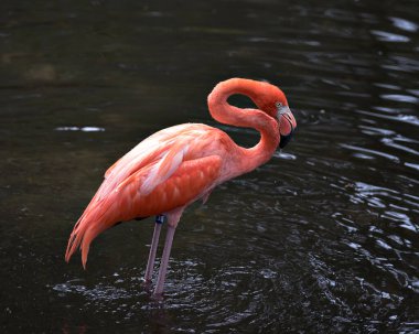 Flamingo kuşu yakından profil görüntüsü güzel tüylerini, başını, uzun negatifini, gagasını, etrafındaki ve çevresindeki su arka planındaki gözünü gösteriyor..