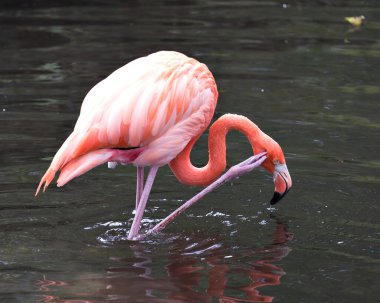 Flamingo kuşunun yakından profil görüntüsü başını kaşıyarak güzel tüylerini, başını, uzun neg, gaga, gözünü çevresindeki ve çevresindeki arka planda gösterir..
