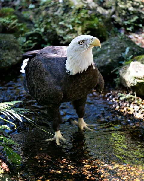 Bald Eagle bird in the water basking in sunlight displaying its body, head, eye, beak, talons, plumage with a nice background  in its surrounding and environment.