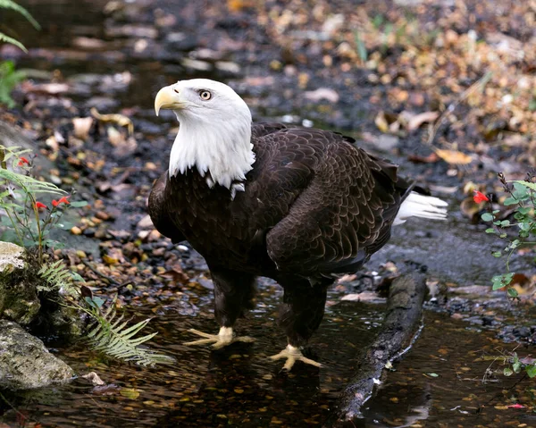 Calvo Pájaro Águila Primer Plano Perfil Agua Mirando Hacia Cielo — Foto de Stock