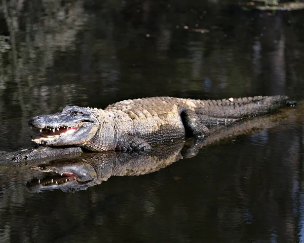 Alligator Vista Primer Plano Del Perfil Descansando Sobre Tronco Junto — Foto de Stock