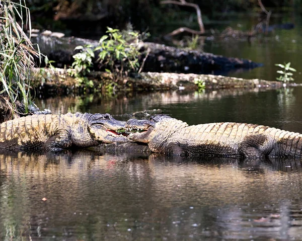 Pareja Cocodrilos Vista Primer Plano Del Perfil Que Muestra Cabezas — Foto de Stock