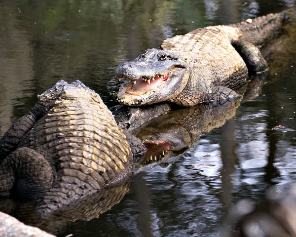 Alligator Par Närbild Profil Visa Huvuden Tänder Näsor Ögon Svans — Stockfoto